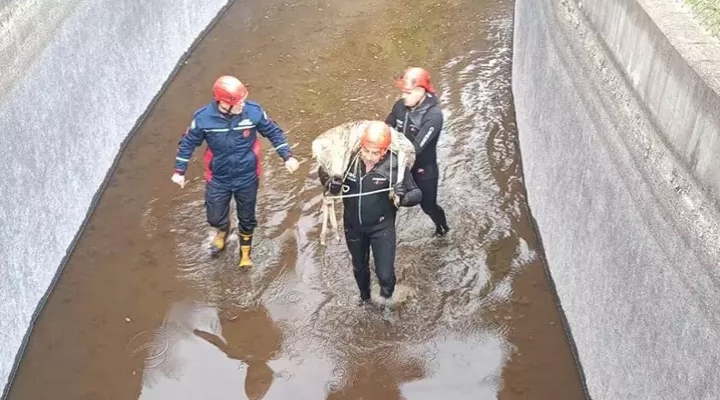 Su kanalına düşen karacayı, itfaiye kurtardı