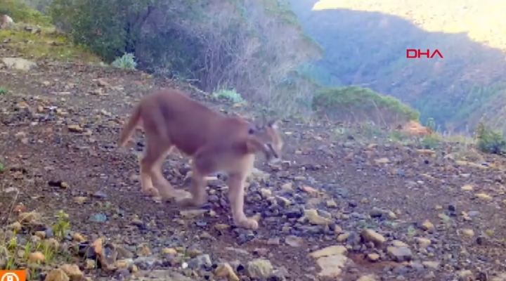 Dr. İlemin: Karakulak türünü Akdeniz ekosistemi için gösterge tür olarak tescilledik
