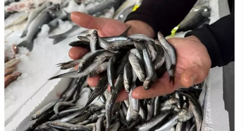 'Karadeniz’de yoğun av baskısı sonucu hamsi Gürcistan’a göç etti'