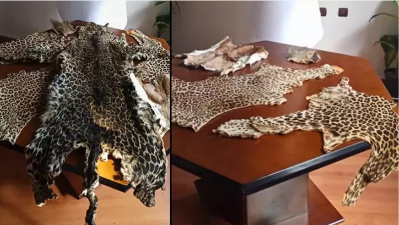 Çukurova'da yasa dışı yaban hayvanı ürünleri ele geçirildi