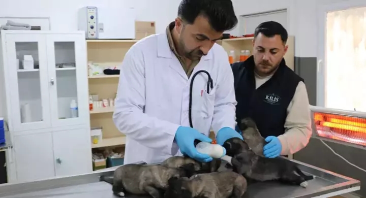 Yangında kurtarılan 6 yavru köpek tedaviye alındı