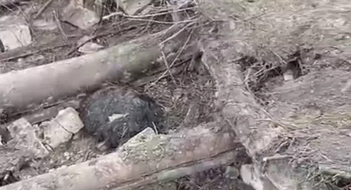 Van'da ahır çöktü; 20 küçükbaş öldü