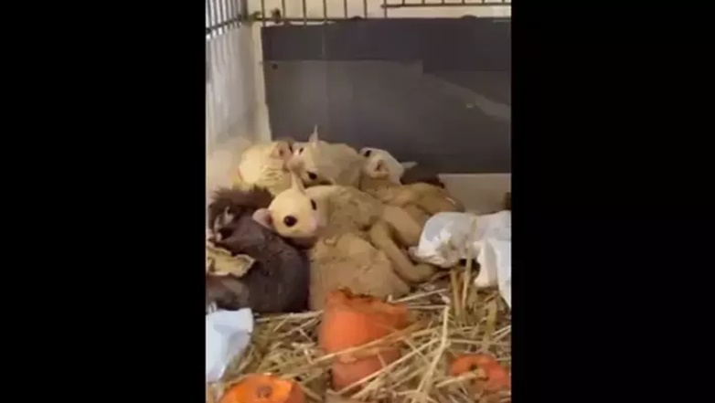 Isparta'da 33 şeker planörü ve 2 Arap tavşanı ele geçirildi