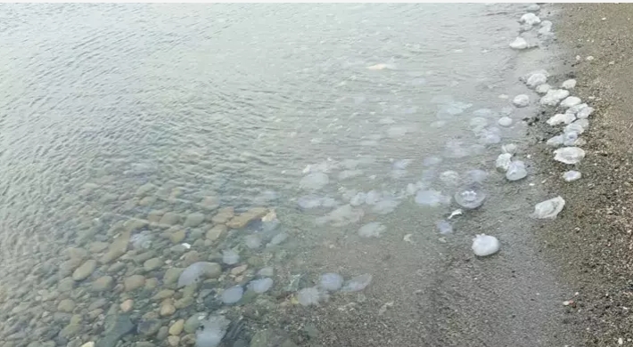 Hatay'da sahilde denizanası yoğunluğu
