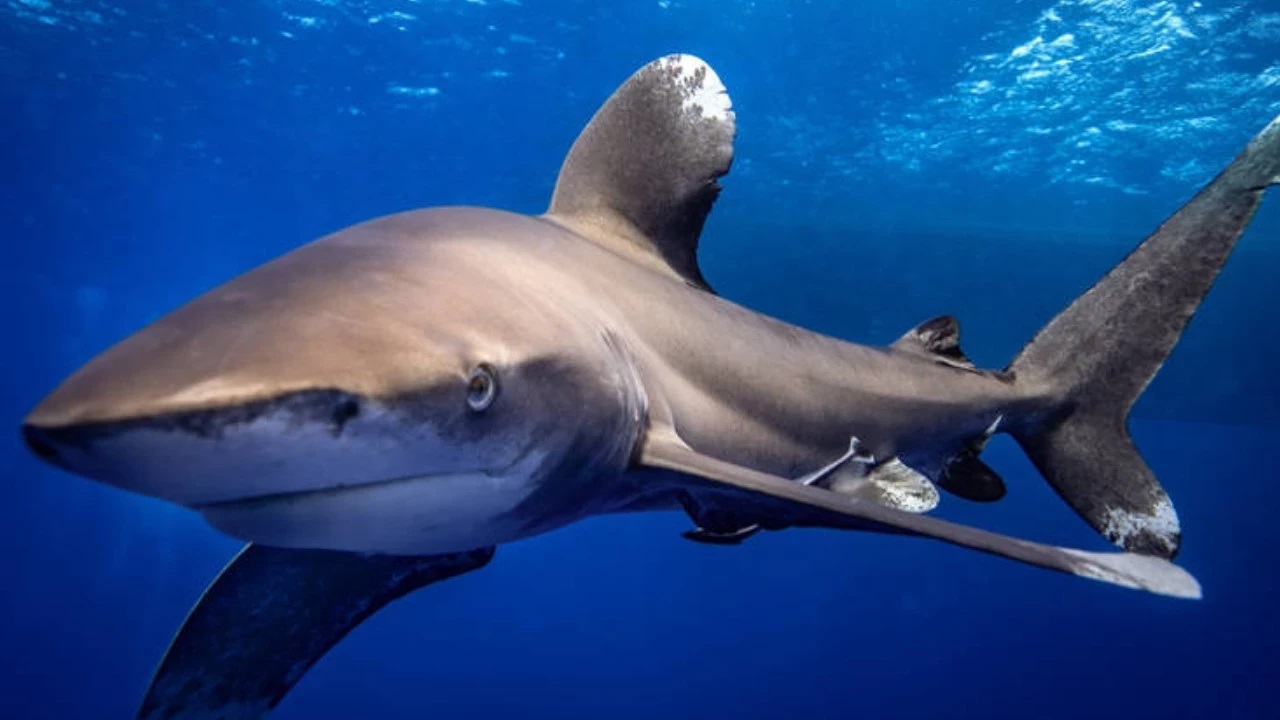 Bahamalar'daki köpek balıklarında kokain tespit edildi