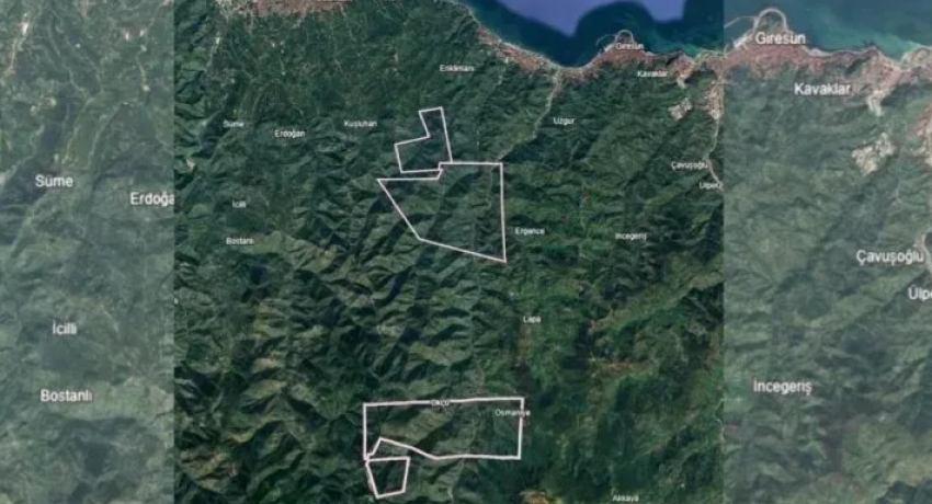 Giresun yağlı fındığı risk altında! Giresun'da maden sahası köyleri ve bahçeleri tehdit ediyor!
