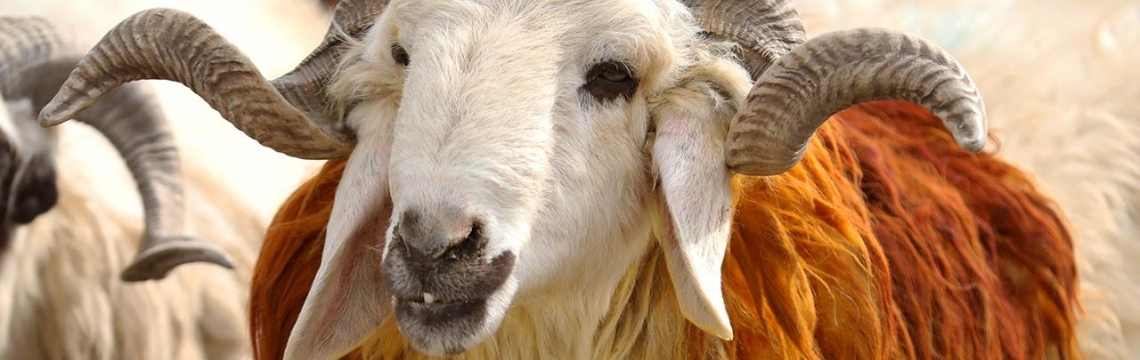 Vekalet yoluyla kurban kesim bedelleri belirlendi