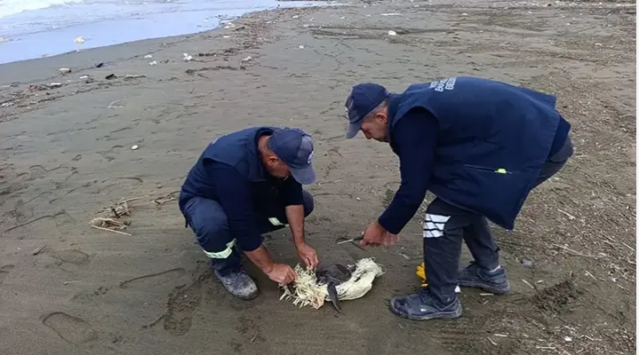 Boynu ve ayağına çuval takılı bulunan yavru deniz kaplumbağası kurtarıldı