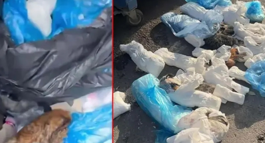 İzmir’de 33 kedinin ölü bulunduğu olayda yeniden gözaltına alınan veteriner tutuklandı