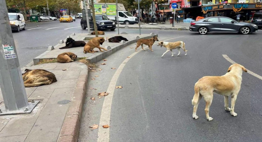 Sahipsiz köpek saldırıları sonrası 3 belediye başkanı hakkında işlem