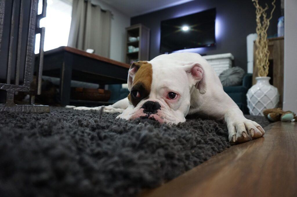 Köpeğinizin Mutluluğu ve Sağlığı İçin Bütünsel Yaklaşım: Oyuncak, Ödül ve Konserve Mamayla Dolu Dolu Bir Yaşam!