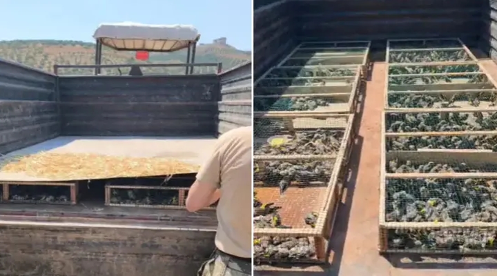 Traktörün römorkunda 2 bin 114 saka ele geçirildi; sürücüye 19,8 milyon TL ceza kesildi