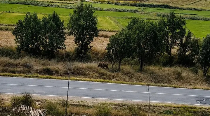 Belediye başkanından vatandaşlara ‘bozayı’ uyarısı
