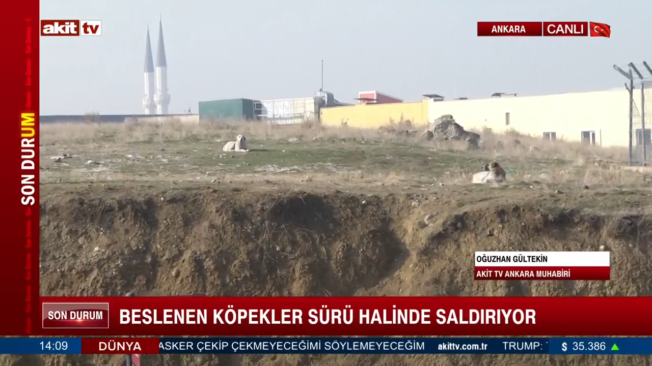 Beslenen köpekler sürü halinde saldırıyor